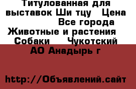 Титулованная для выставок Ши-тцу › Цена ­ 100 000 - Все города Животные и растения » Собаки   . Чукотский АО,Анадырь г.